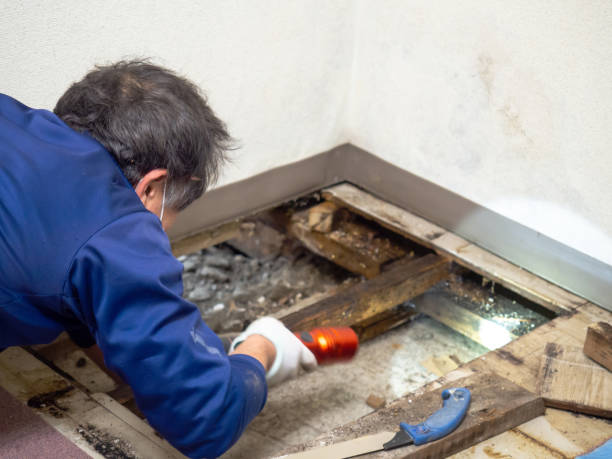 Best Mold Cleaning Services  in Newburgh Heights, OH