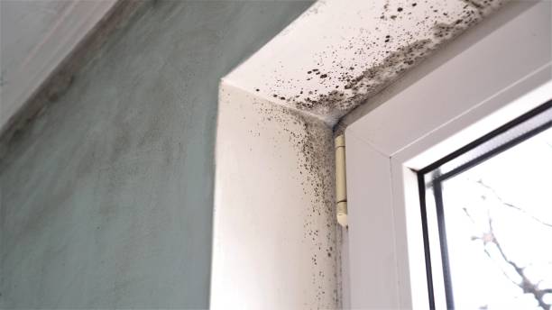 Best Home Mold Removal  in Newburgh Heights, OH