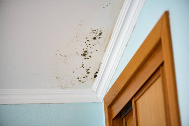 Office Mold Removal Services in Newburgh Heights, OH