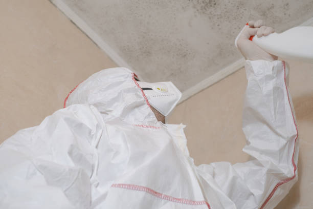 Best Mold Removal Company Near Me  in Newburgh Heights, OH