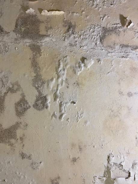 Newburgh Heights, OH Mold Removal Company